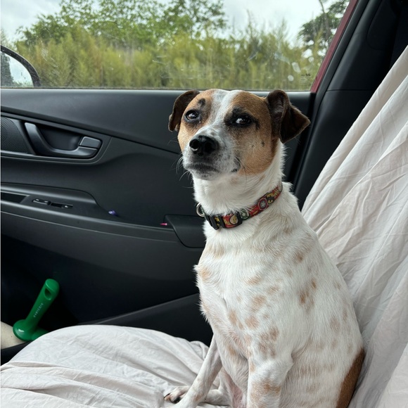 Meet your Posher, Jessie - Picture 2 of 7